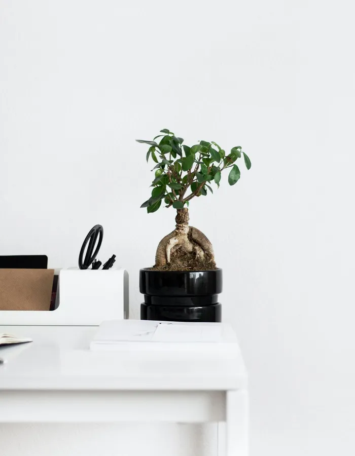 A small bonsai tree sitting alone on a clean white desk